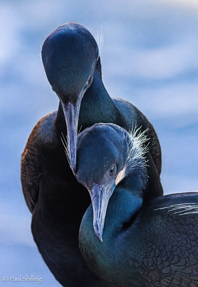 20220211_Cormorants_700-Edit.jpg