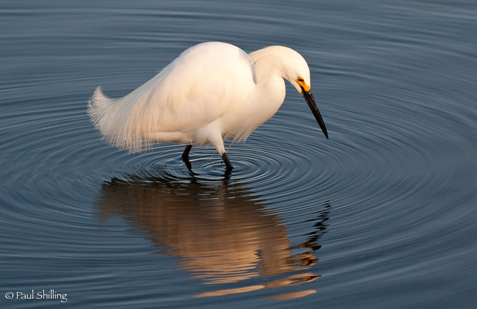 Early-Morning-Egret.jpg